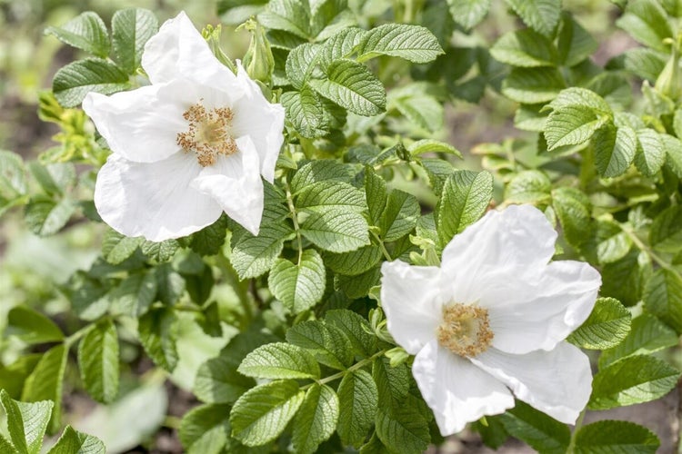 Nahaufnahme einer weißen Kartoffelrose mit grünen Blättern im Garten.