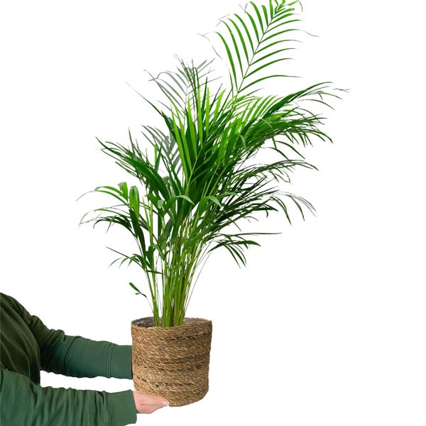 Goldfruchtpalme 110-120 cm Arecapalme Dypsis Lutescens - Echte Pflanze, Große Zimmerpflanze ø 21 cm, Pflegeleicht, Ideal für Wohnzimmer & Büro - mit geflochtenem Seegraskorb