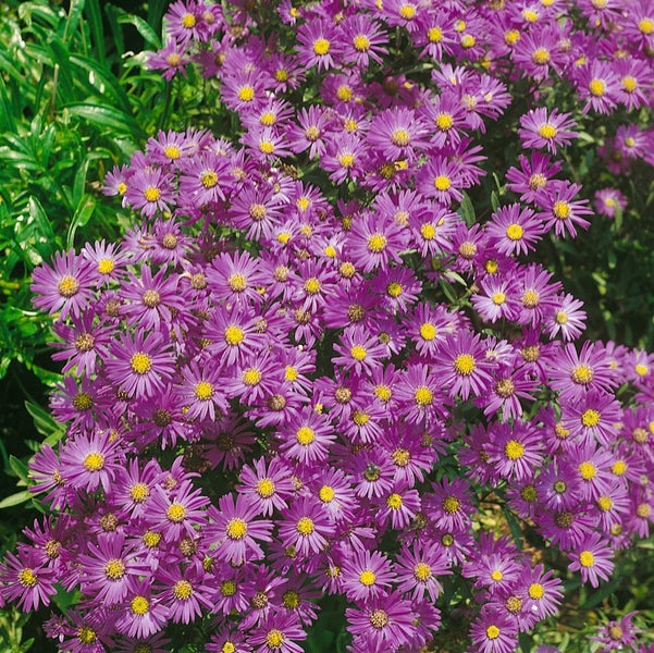 Aster dumosus 'Lady in Blue', Kissen-Aster, blau, ca. 9x9 cm Topf