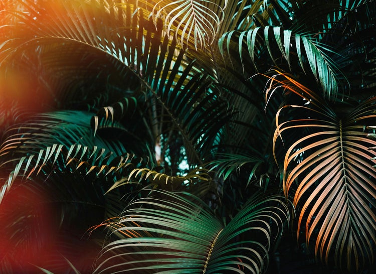 Nahaufnahme von dichten Palmblättern mit Lichtreflexionen in tropischem Stil.