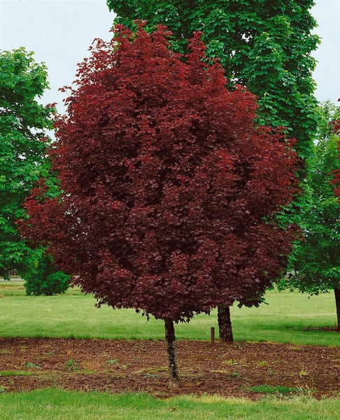 Rotahorn Baum im Garten