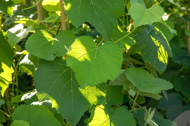 Vitis vinifera 'Erdbeertraube', Weinrebe, 100–150 cm