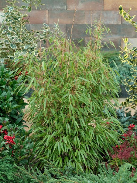 Fargesia murieliae 'Sonnenschein', Bambus, 40–60 cm