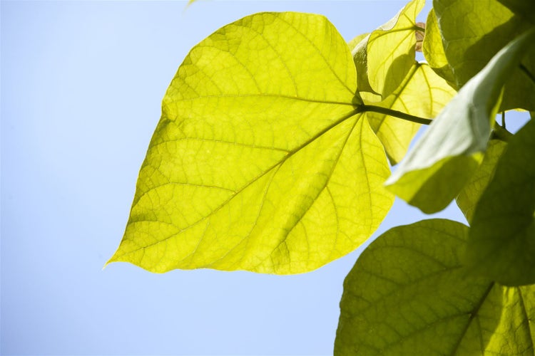 Catalpa bignonioides, Trompetenbaum, 40–60 cm, ca. 12 cm Topf
