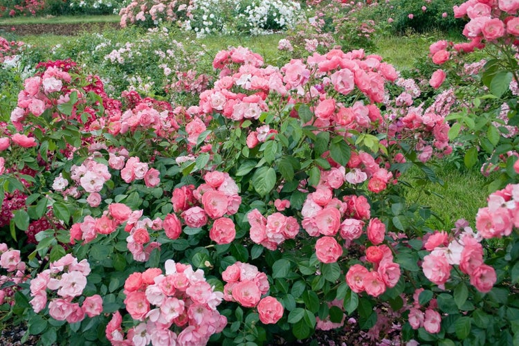 Rosa 'Angela', Beetrose, rosa, 5-7,5 Liter Container