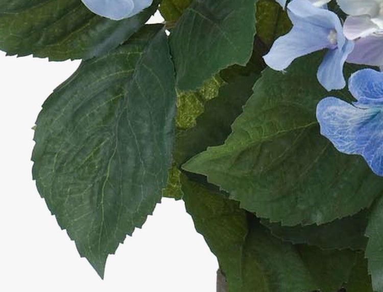 Nahaufnahme einer Hortensie mit grünen Blättern und hellblauen Blüten.