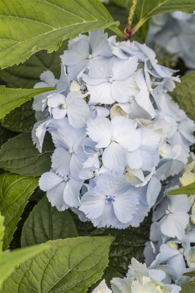 Hydrangea serrata 'Blue Deckle', Hortensie, blau, 30–40 cm