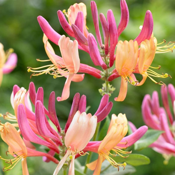 Nahaufnahme von Geißblattblüten