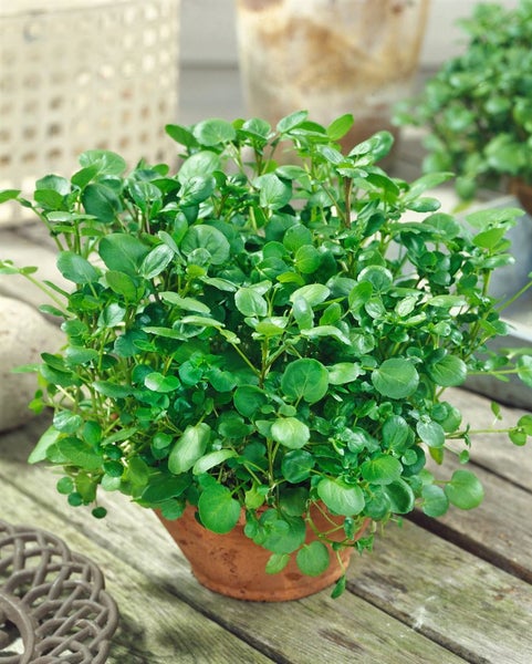 Nasturtium officinale, Brunnenkresse, ca. 9x9 cm Topf
