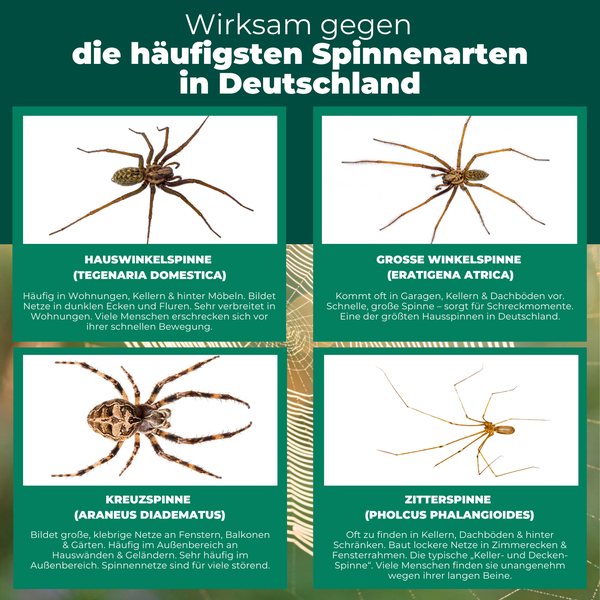 Informationstafel über häufige Spinnenarten in Deutschland mit Bildern von Hauswinkelspinne, großer Winkelspinne, Kreuzspinne und Zitterspinne