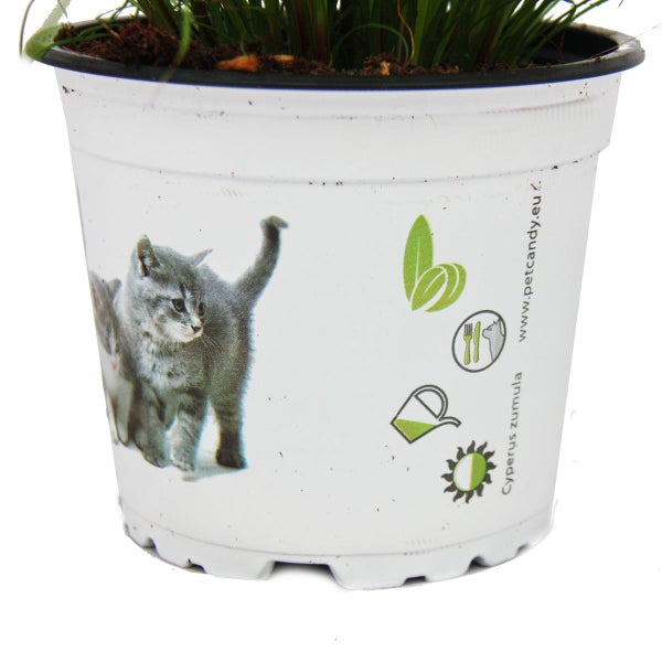 Katzenminze im Topf