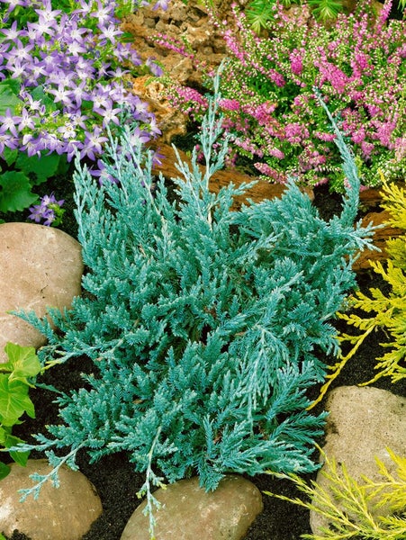 Juniperus horizontalis 'Glauca', Kriech-Wacholder, blaugrün, 20–30 cm
