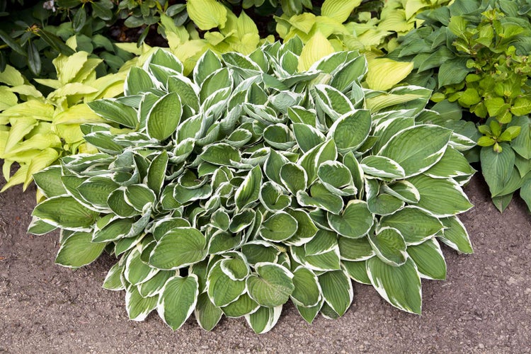 Hosta sieboldii, Funkie, grün-weiß, ca. 9x9 cm Topf
