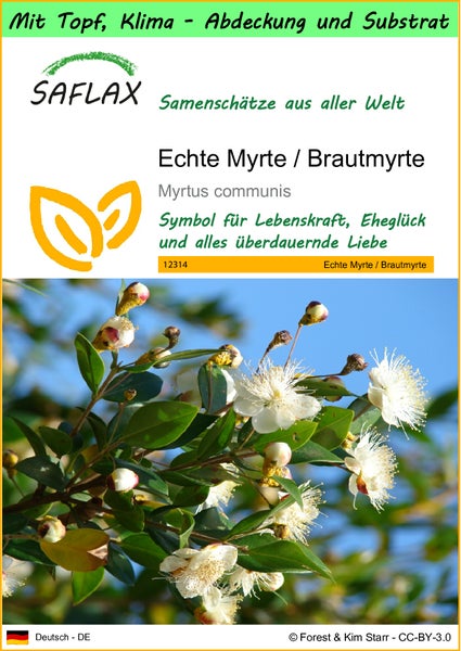 SAFLAX Garden to go - Echte Myrte / Brautmyrte - Myrtus communis - 30 Samen - Mit Topf, Klima - Deckel und Anzuchtsubstrat