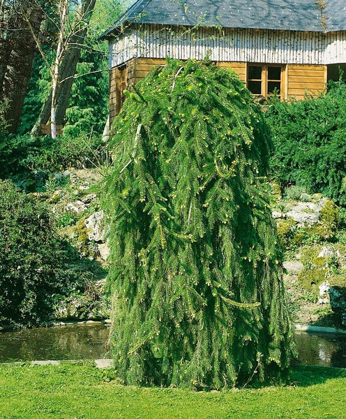 Elegante Hänge-Fichte im Garten mit Teich und Gartenhaus.