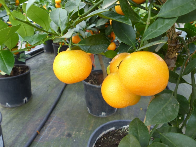 Mandarinenbaum mit reifen Früchten und Blättern in einem Pflanztopf