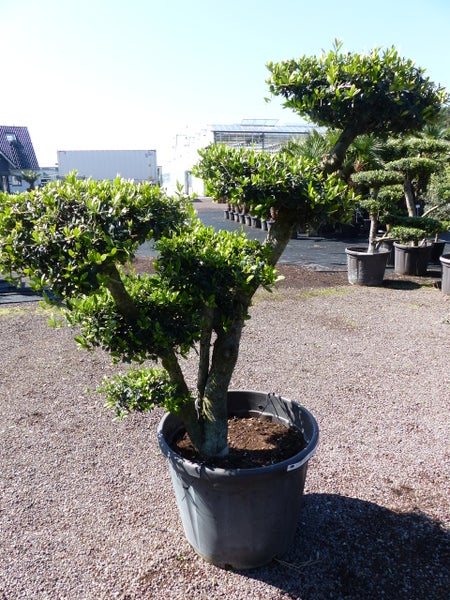 Gartenbonsai mit mehreren grünen Pompons in einem großen schwarzen Pflanztopf auf einer Kiesfläche im Außenbereich.