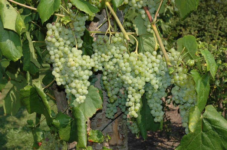 Vitis vinifera 'Romulus', Weinrebe, 80–100 cm