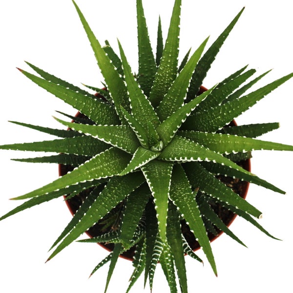 Haworthia fasciata Big Band - Pflanze im 10,5cm Topf