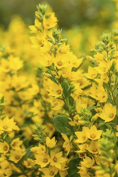 Lysimachia punctata, Goldfelberich, gelb, ca. 9x9 cm Topf