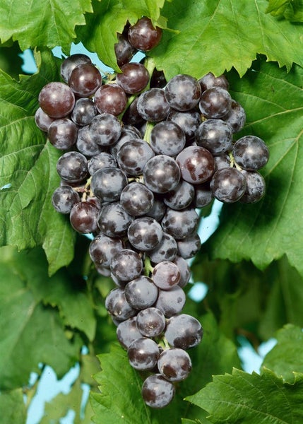 Vitis vinifera, Weinrebe, blau, 80–100 cm