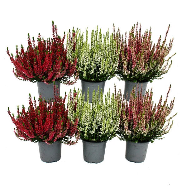 Calluna vulgaris Set mit 6 Pflanzen Besenheide Heidepflanze winterhart 11cm Topf  3 versch. Farben