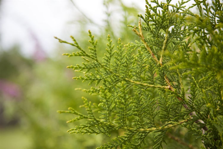 Thuja occidentalis 'Brabant', Lebensbaum, 175–200 cm