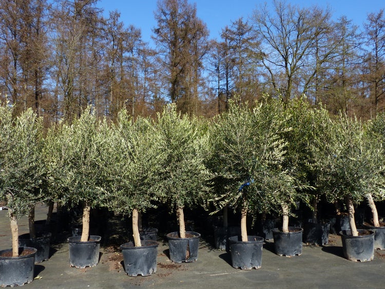 6x Olivenbaum Olive 20 Jahre 180 - 220 cm, beste Qualität, Stammumfang 20 - 30 cm, winterhart, Olea Europaea