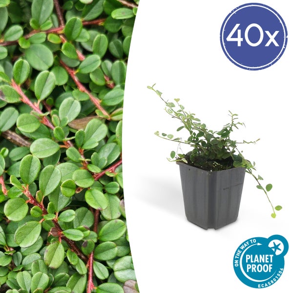 Bodendecker - Zwergmispel - Kriechmispel - Cotoneaster 'Streib's Findling' - 9cm Topf - Set mit 40 Pflanzen