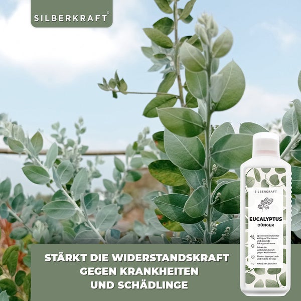 SILBERKRAFT Eukalyptus Dünger – Für Eukalyptusbäume – 1 Liter