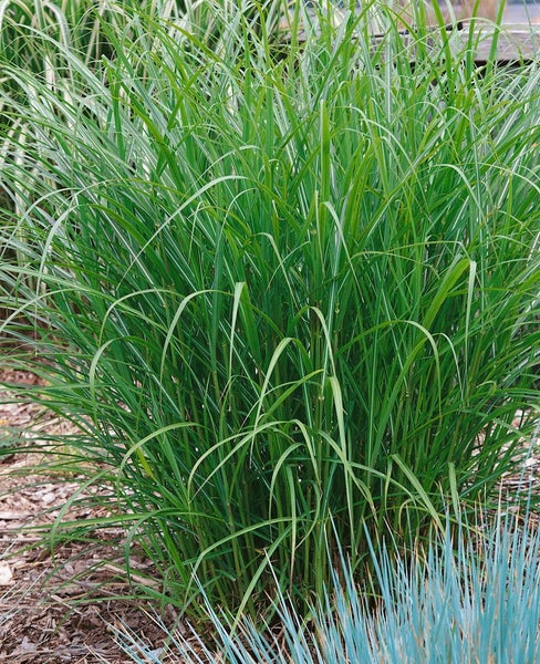 Chinaschilf im Gartenbeet