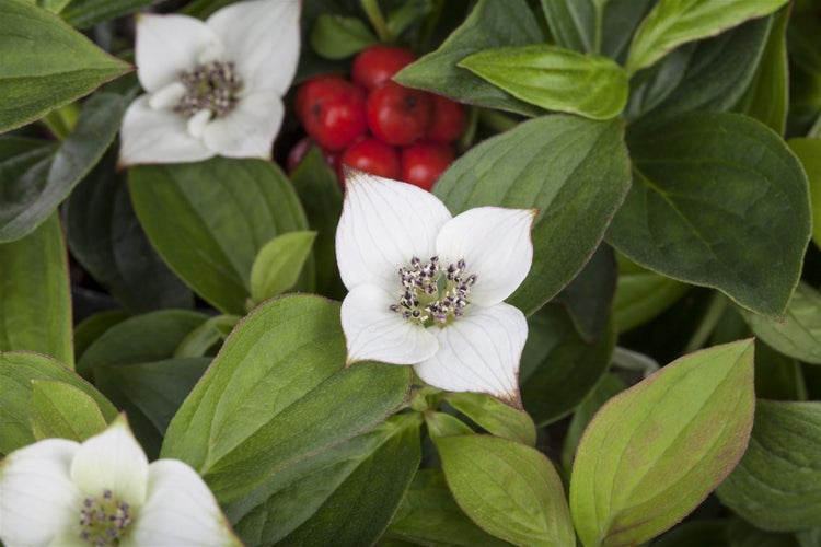 Cornus canadensis, Teppich-Hartriegel, 15–20 cm, bodendeckend