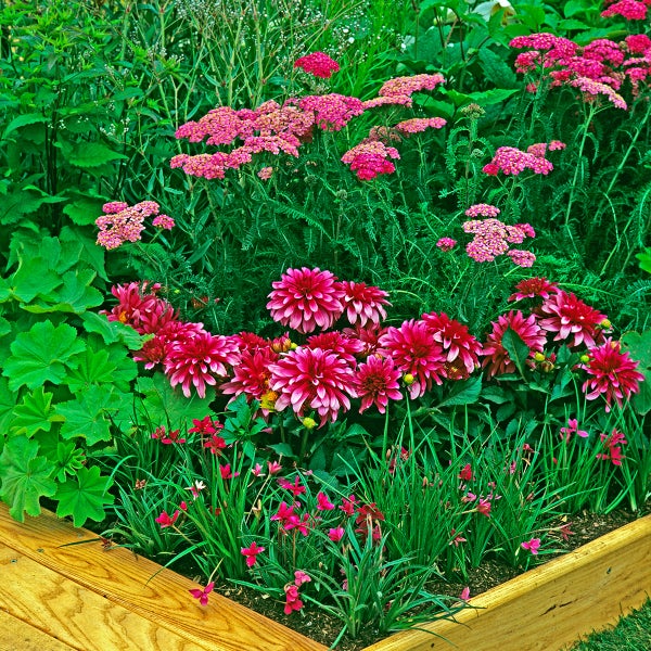 Üppig bepflanztes Hochbeet mit rosa Schafgarbe, pinkfarbenen Dahlien und grünen Pflanzen in einer hölzernen Beeteinfassung.
