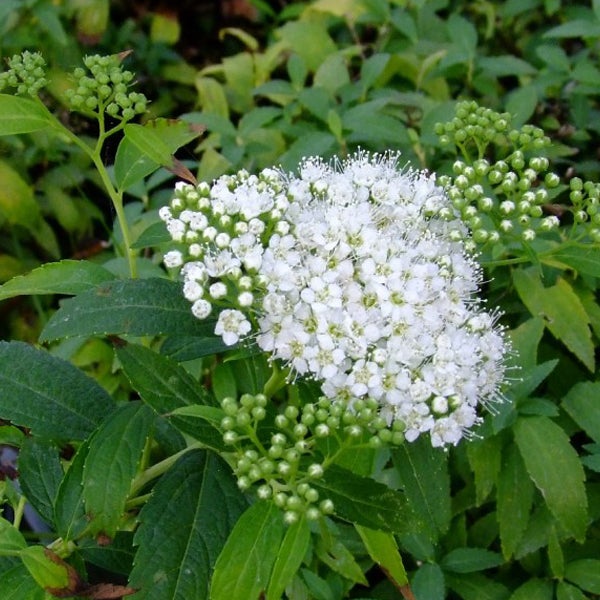 Blühende Spiraea mit weißen Blüten