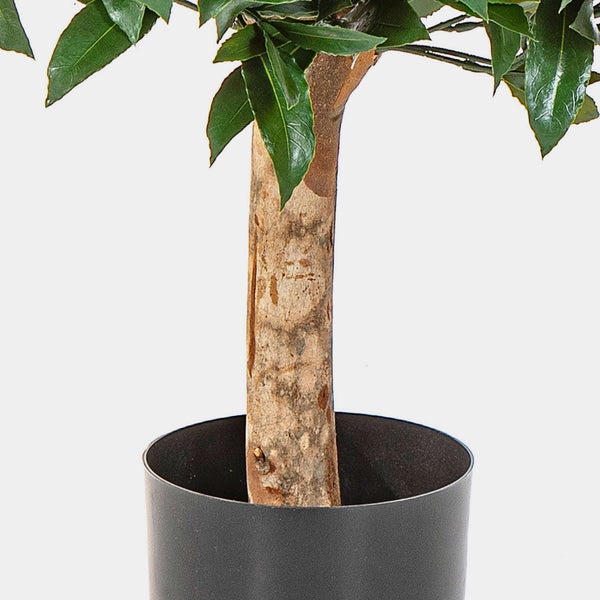 Lorbeerbaum Laurus Nobilis im schwarzen Topf mit Echtholzstamm und grünen Blättern.