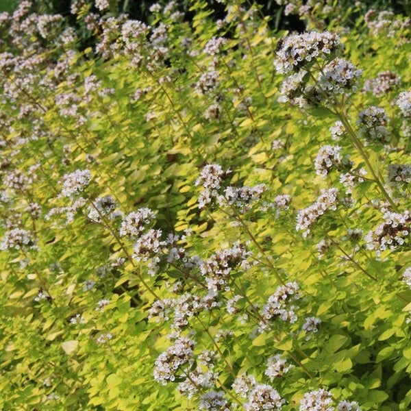 Blühende Dostpflanze im Garten