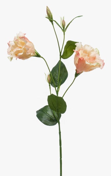 Künstlicher Lisianthus-Zweig mit zwei gelb-rosa Blüten und Knospen.