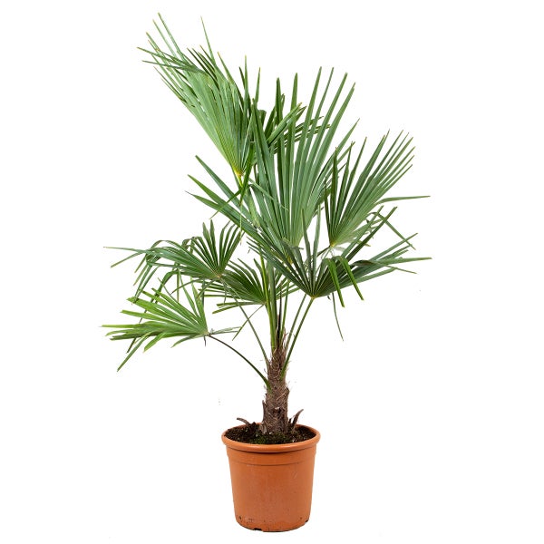 Trachycarpus 'Fortunei' | Chinesische Fächerpalme - Freilandpflanze im Kindergartentopf ⌀32 cm - ↕120-130 cm