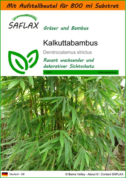 SAFLAX Garden in the bag - Kalkuttabambus - Dendrocalamus strictus - 50 Samen - Mit Anzuchtsubstrat im praktischen, selbst aufstellenden Beutel