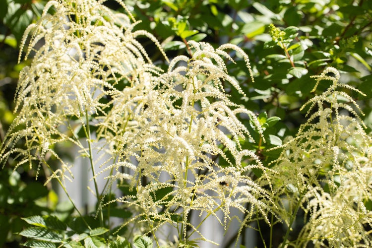 Astilbe thunbergii 'Van der Wielen', weiß, ca. 9x9 cm Topf