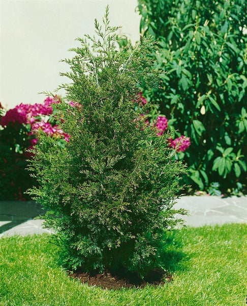 Juniperus virginiana 'Canaertii', Virginischer Wacholder, 60–80 cm