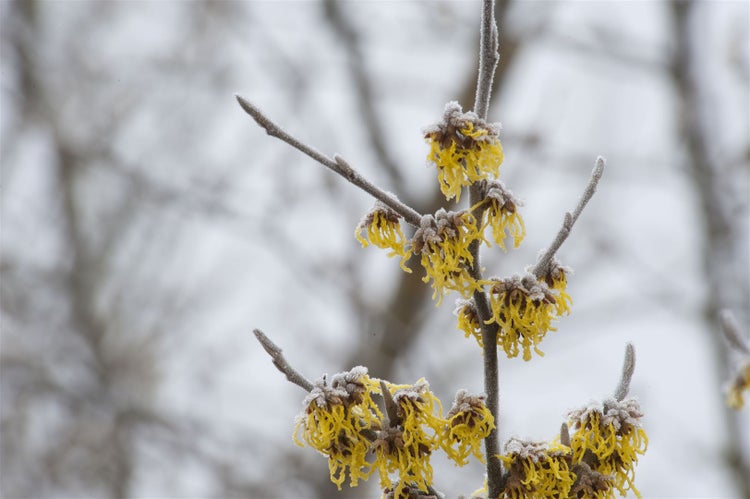 Blühender Zweig der Zaubernuss mit Frost