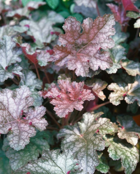Heuchera micrantha 'Stormy Seas', Purpurglöckchen, ca. 11x11 cm Topf