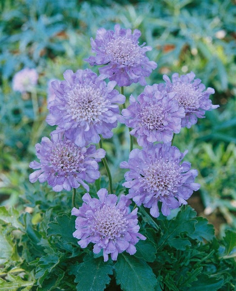 Scabiosa columbaria 'Butterfly Blue', Skabiose, blau, ca. 11x11 cm Topf