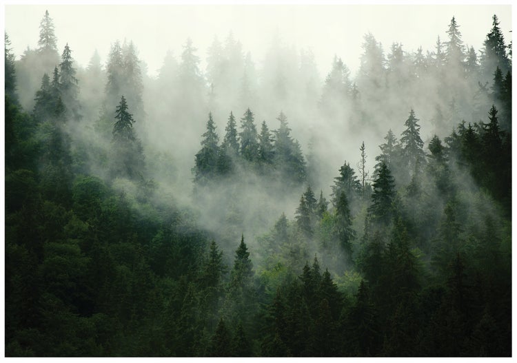 Fototapete Wald im Nebel Vlies Tapete Wohnzimmer 150X105 cm