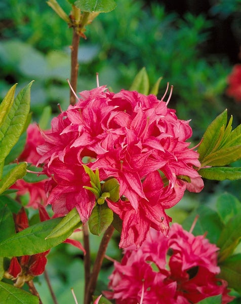 Rhododendron luteum 'Homebush', rosa Blüten, 50–60 cm