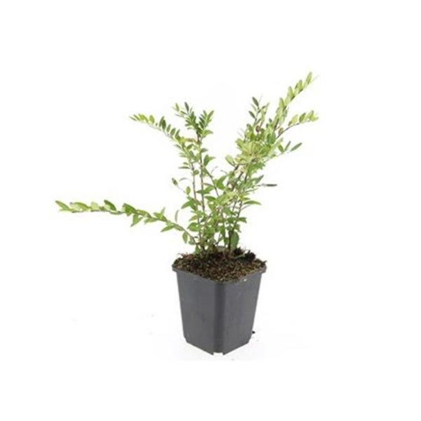 Bodendecker - Böschungsmyrthe - Heckenkirsche - Lonicera pileata - 9cm Topf - Set mit 12 Pflanzen