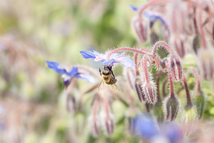 Nahaufnahme einer Borretschblüte mit einer darauf sitzenden Biene.