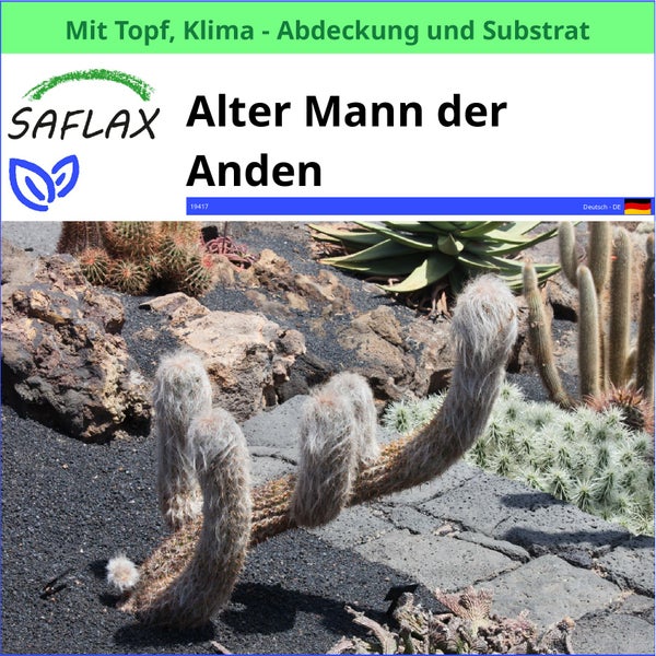 Alter Mann der Anden Kaktus im Topf