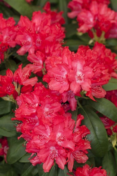 Rhododendron yakushimanum 'Astrid', Rhododendron, rot, 25–30 cm